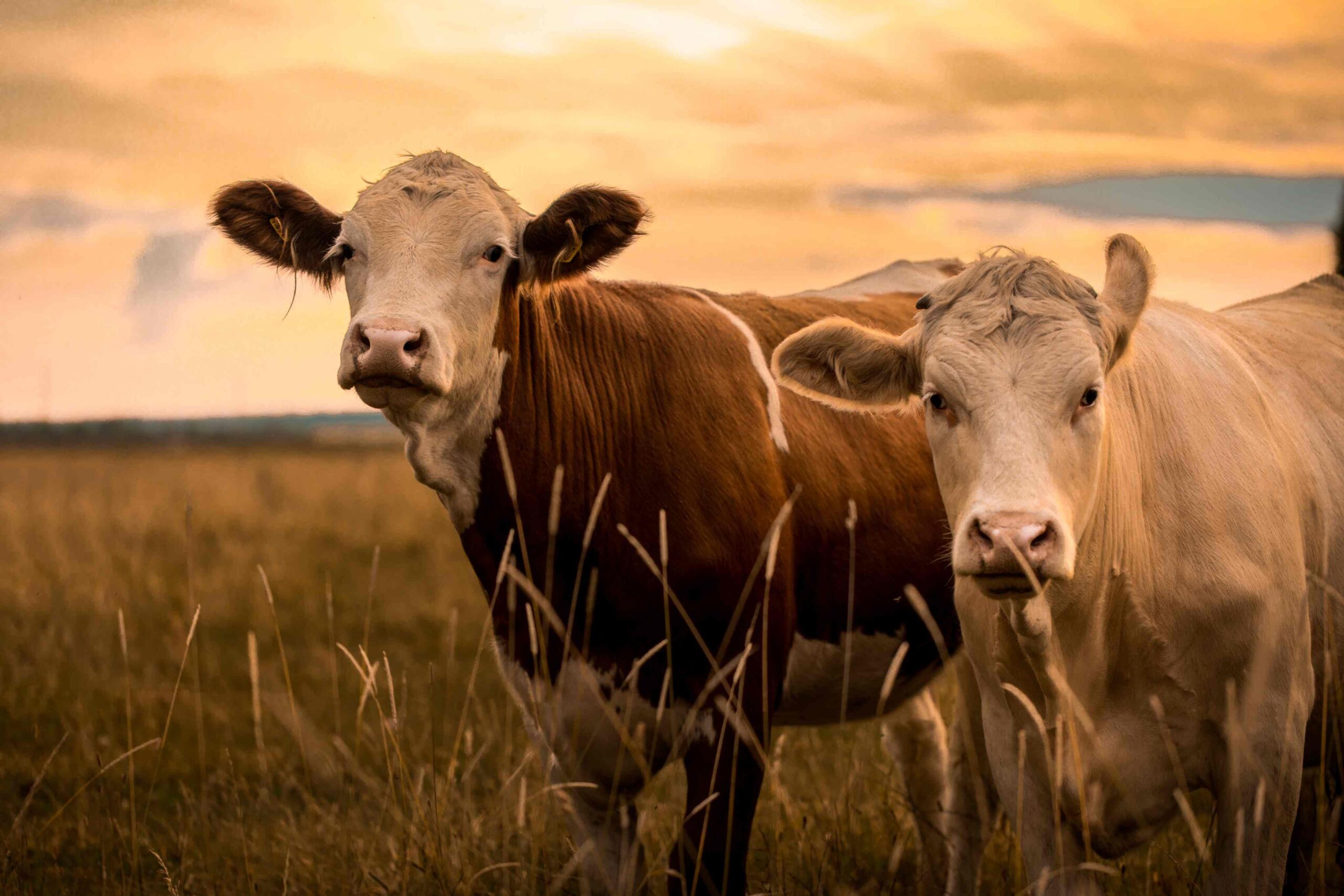 Couple cows scaled